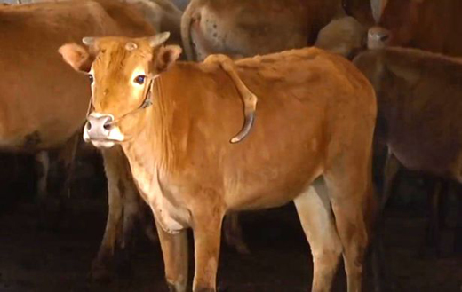 Mutant cow 